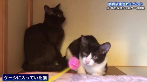 飼い主のモラルは 動物保護シェルターの現状 プチペットブーム の中 1週間で飼育放棄も