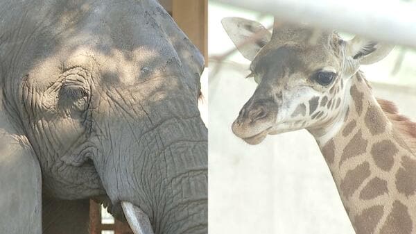 しばしのお別れ 熊本市動植物園でゾウやキリンのエリアを約1年半閉鎖
