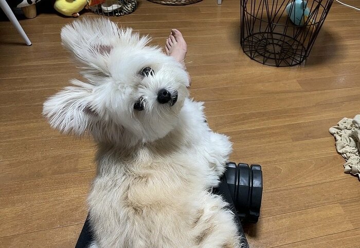 筋トレ中に乗ってきて「なでて」
