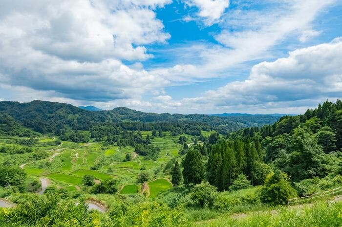 新潟県　星峠の棚田（2025年8月撮影）