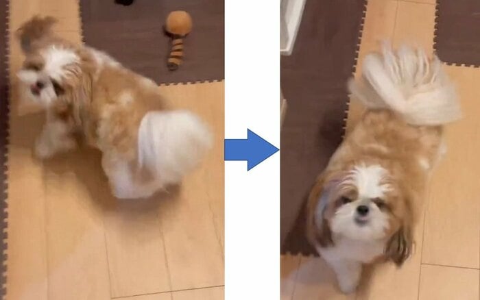 芋をもらえるとなれば機敏にクルクル!