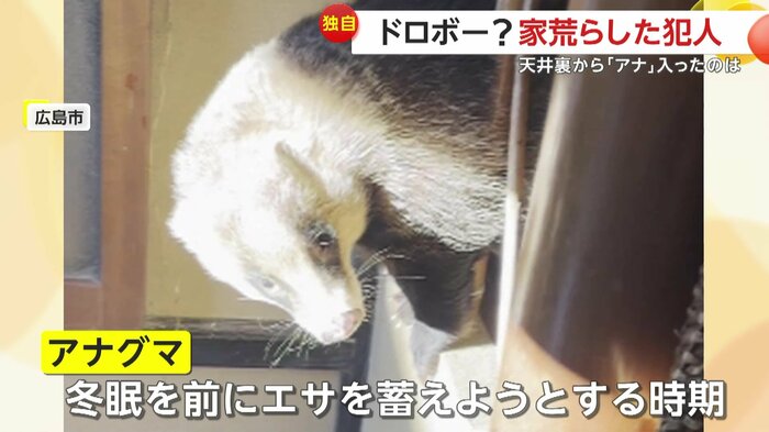 困り顔で動けなくなっているアナグマ(視聴者撮影)