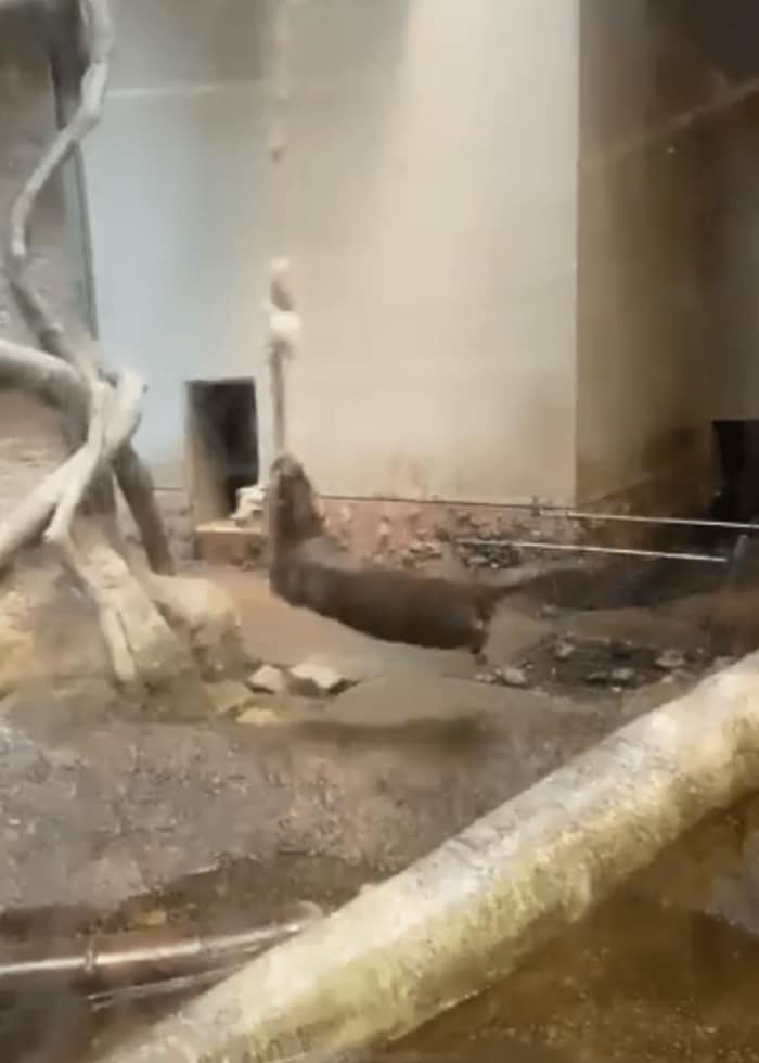 体を投げ出して回転するカワウソ