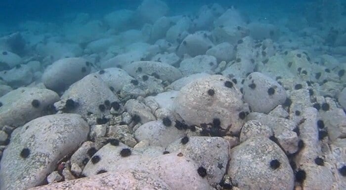 海底に広がるウニ　磯焼けの原因となってしまう