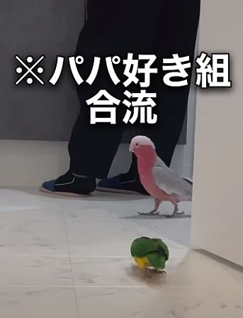 みりんちゃんの後をついてパパをお迎えするとろろちゃん