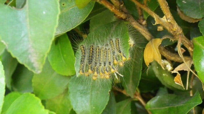 チャドクガの毛虫。“フサフサ”の部分に毒針毛が含まれる(写真提供:足立氏)