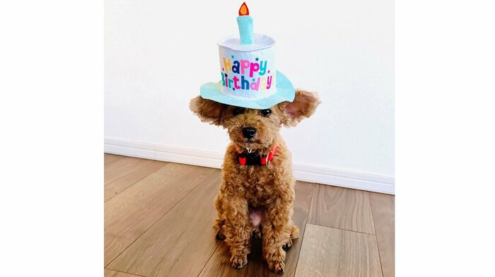 9歳の誕生日を迎えた時のバーディーくん