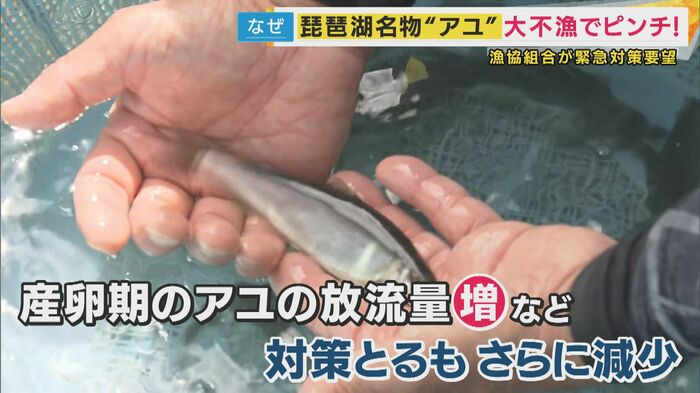 アユ