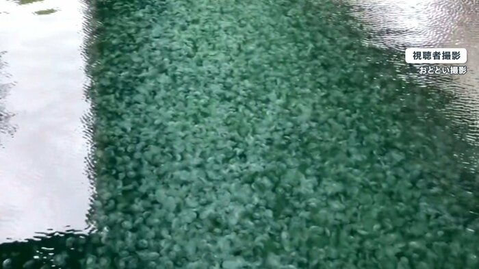 川を埋め尽くすほどの「ミズクラゲ」