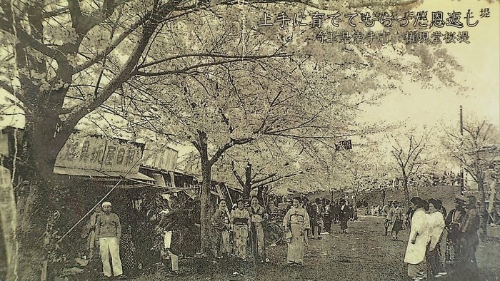 昭和8年ごろの権現堂桜堤