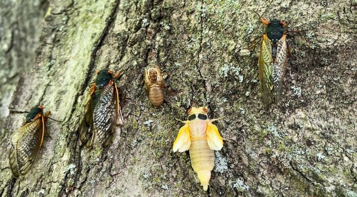 木の幹を登る幼虫、羽化直後、成虫を同時に観察
