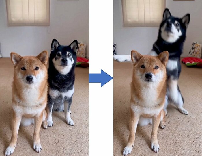 黒柴のみくちゃんがすくっと立ち上がり…
