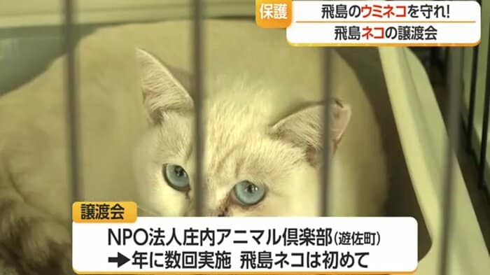 飛島で捕獲されたネコが譲渡会に参加するのは初めて