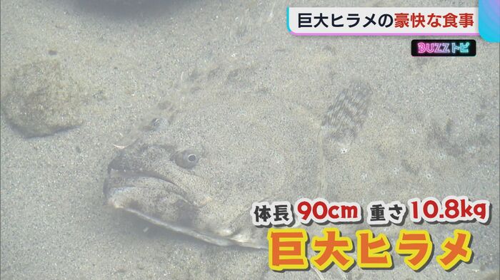 巨大ヒラメ