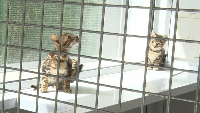 保護施設で生まれた子猫もいる