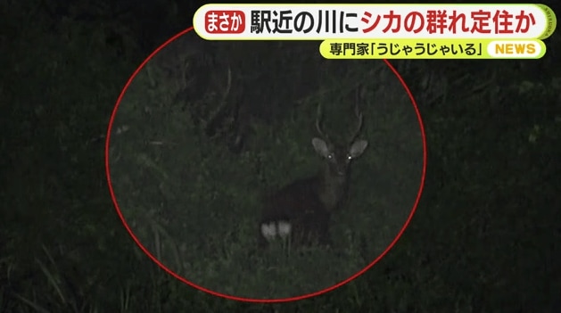 河川敷で撮影されたシカ