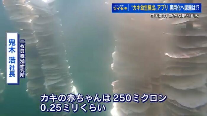 カキの幼生が付着するよう、つるされた貝殻