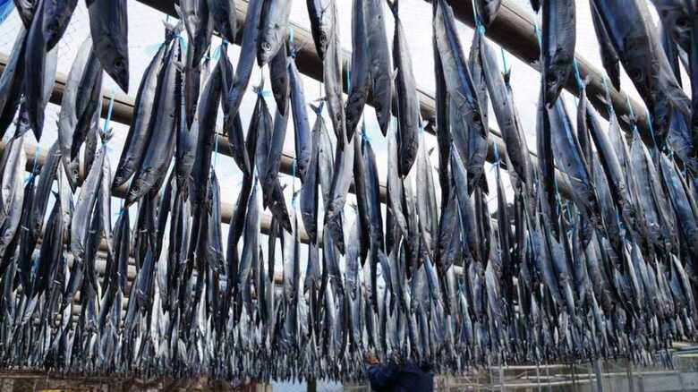 中国・台湾のサンマ漁獲量は日本の2倍！ “豊漁”を喜べない理由｜FNNプライムオンライン