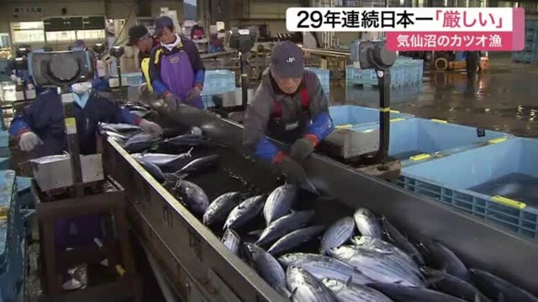 気仙沼市長「２９年連続日本一は厳しい」 生鮮カツオ水揚げ量で見通し〈宮城〉｜FNNプライムオンライン