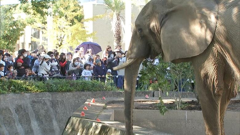 「きのうも来たけど」「しばらく会えないから」熊本市動植物園の人気者ゾウやキリンとしばしのお別れ 観覧再開は約1年半先へ【熊本発】|FNNプライムオンライン