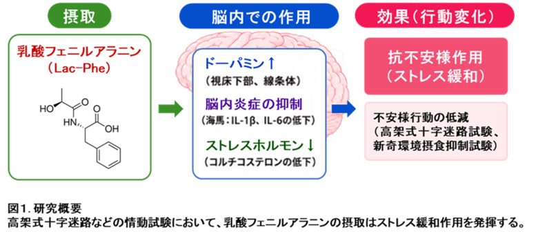 発酵食品に含まれる乳酸フェニルアラニンが動物で精神的ストレスの低減効果を発揮する新しいメカニズムを解明