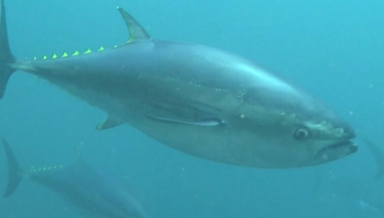 「マグロの価格下がる可能性」国際会議で日本の「本マグロ」漁獲枠“1.5倍”で合意　回転寿司チェーンも期待｜FNNプライムオンライン