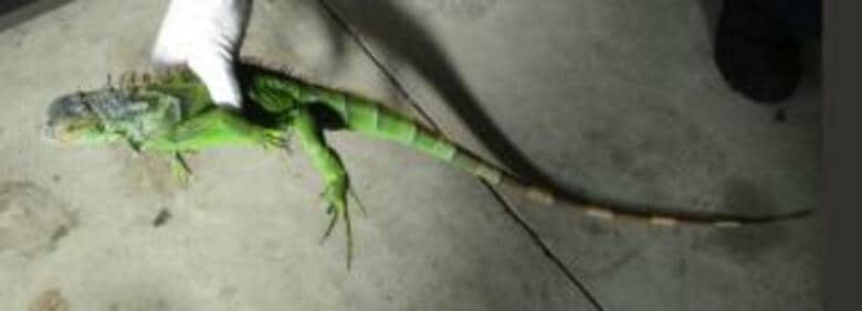 車の下にイグアナ！飼い主のもとに　「部屋の中で放し飼いにしていた」｜FNNプライムオンライン