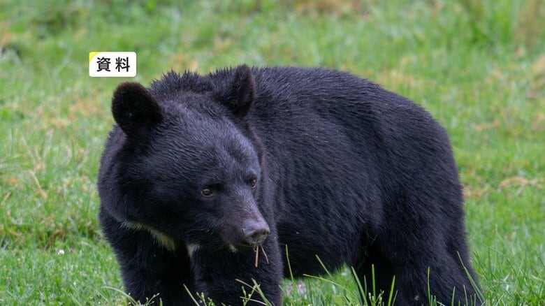 養豚場でクマに襲われ男性けが　1人で設備の点検中に背後から引っかかれる　岩手県住田町｜FNNプライムオンライン