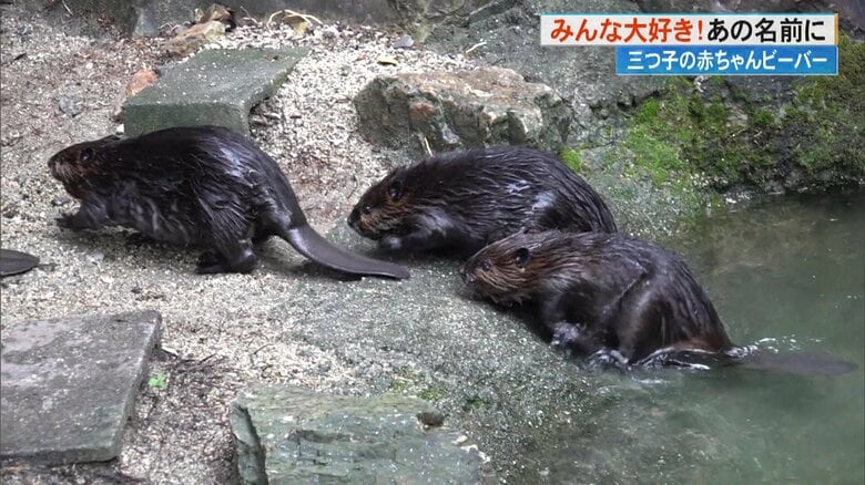 “夢中になる可愛さ”三つ子のビーバーの名前を来園者が投票！候補の3択の中からみんな大好き「あの名前」に決定｜FNNプライムオンライン