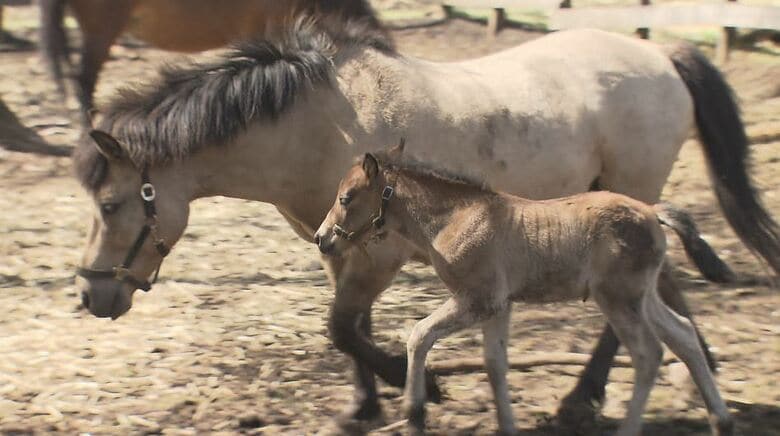 20年ぶりのベビーラッシュ！木曽馬の赤ちゃん5頭すくすく　母馬の周りを駆け回り…一緒にお昼寝も｜FNNプライムオンライン