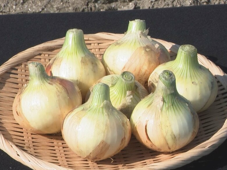 水にさらさず生で食べられる…『へきなんサラダたまねぎ』収穫始まる 4月末まで東海地方のスーパー等で販売｜FNNプライムオンライン