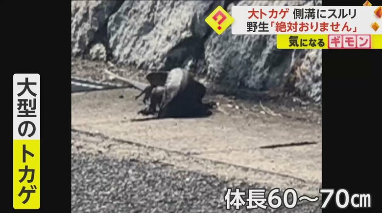 その正体は大型のトカゲ。体調は60～70センチあるという