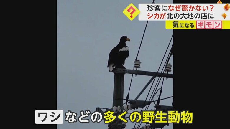 ワシをはじめ多く野生動物が姿を見せるという羅臼町
