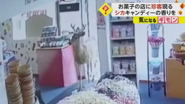 キャンディーが並ぶ店に現れるシカ