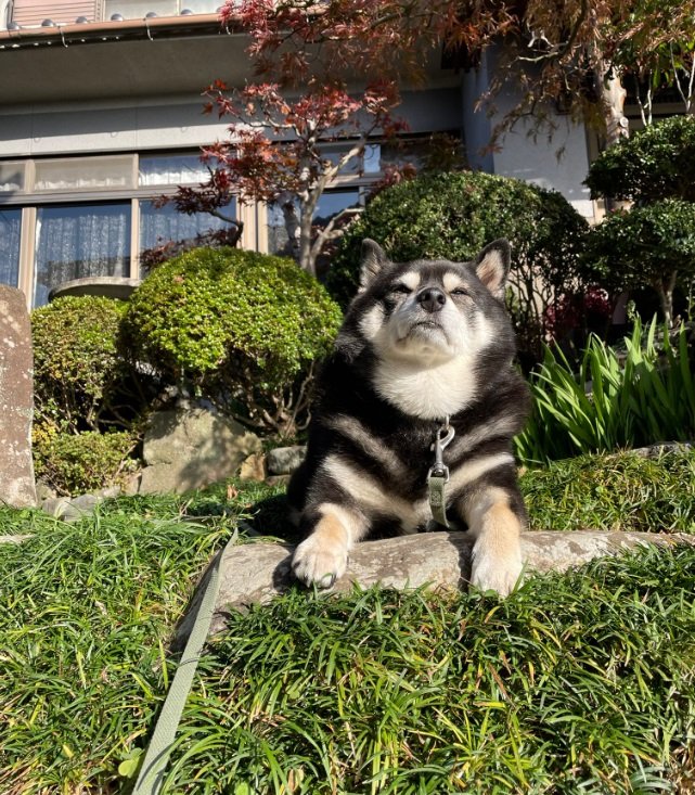 別日のお散歩後のたろうくん。あまり歩いていないけど「やったった感」を出しているそう