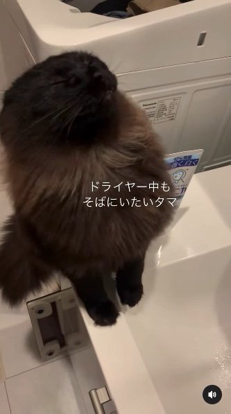 提供：イナタマグラムさん