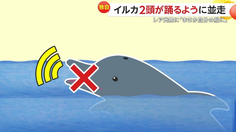 イルカは口から声を出しているのではないという