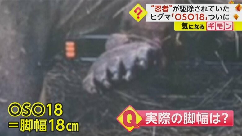 OSO18の名前の由来になった脚の幅は20cmだった