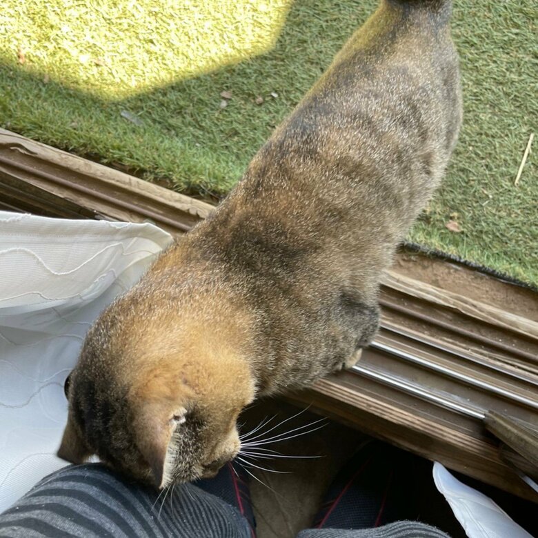 あいさつ代わりに頭をつけてくる