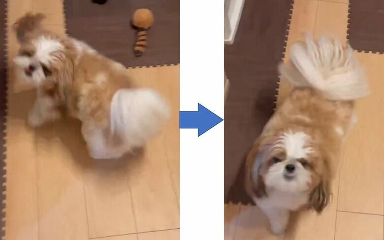 芋をもらえるとなれば機敏にクルクル！