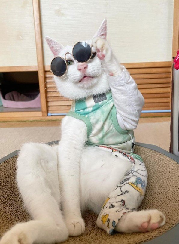 提供：しんばぷーさん