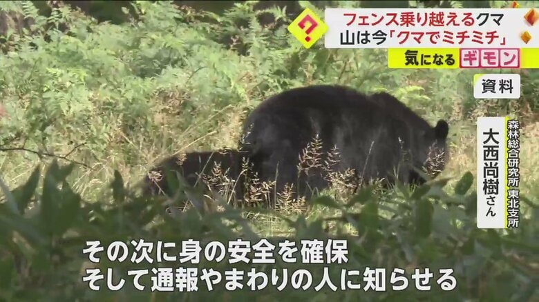 草むらを歩くクマの様子