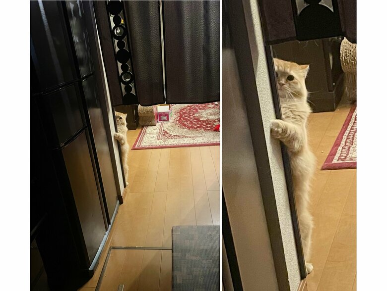 提供：ネコランドさん