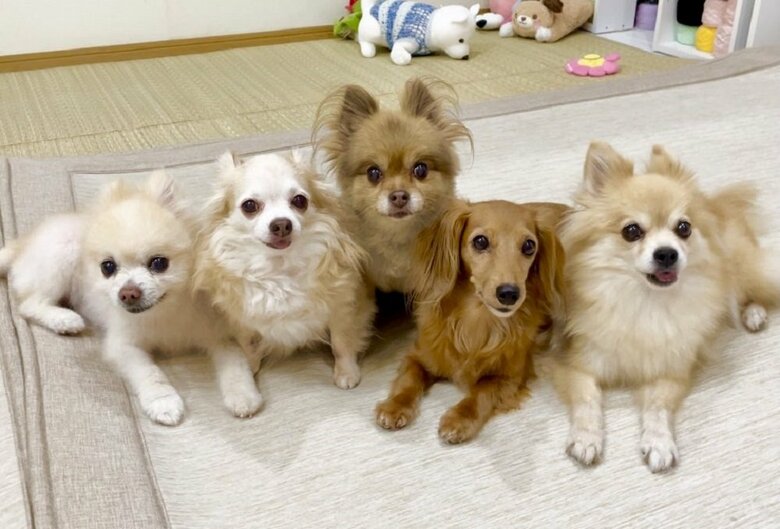 左から隊長くん、店長ちゃん、部長ちゃん、理事長ちゃん、八丁目ちゃん