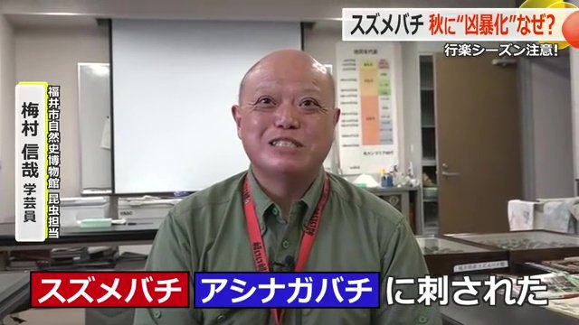 昆虫採取でハチに刺された梅村学芸員