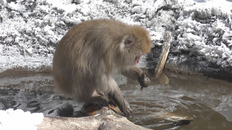 川魚を捕まえて食べるニホンザル　提供：松本卓也助教（土橋彩加さん撮影）