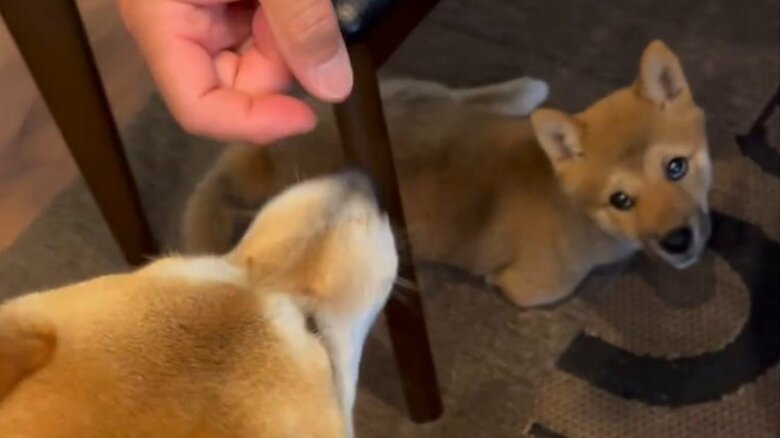 姉がおやつをもらうのをじっと見つめる