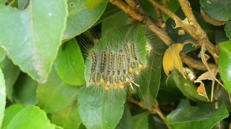 チャドクガの毛虫。“フサフサ”の部分に毒針毛が含まれる（写真提供：足立氏）