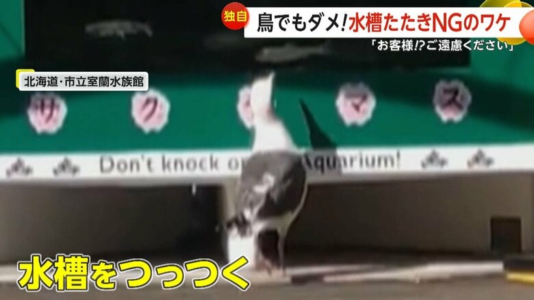 北海道・室蘭市の市立室蘭水族館でカモメが水槽を突く動画