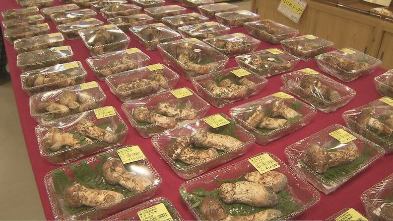 今シーズン最多の68パック入荷